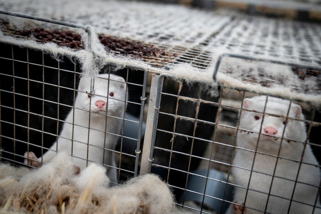 Denmark bans mink farming for a year after coronavirus cull