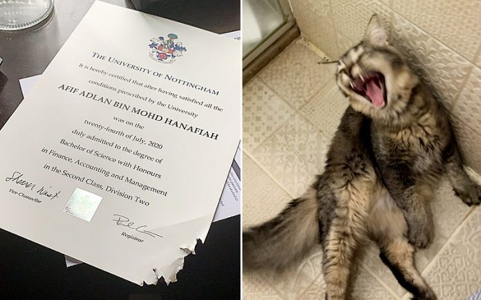 Cat gains international fame after chewing up owner’s Degree