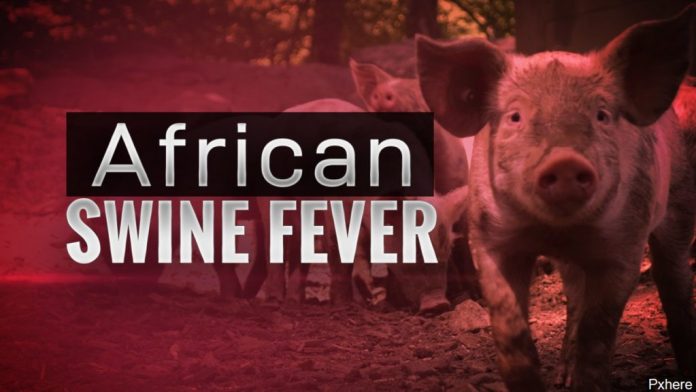 People only advised not to eat wild boar – director