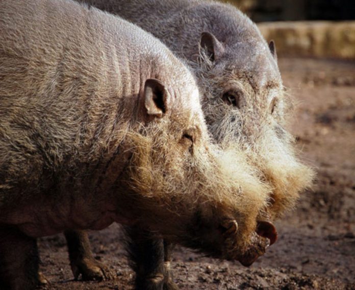 Sarawak Forestry Corporation to crack down on illegal trade of bearded pigs to keep state free of African Swine Fever