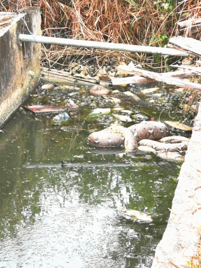 Dead python found among suspected poisoned fish in Ulu Sg Merah drain