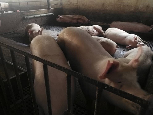 Pork sales plunge 50% due to misinformation on ASF