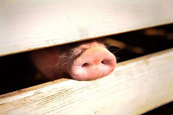 Sarawak Veterinary Services Dept declares Limbang as African Swine Fever disease control area