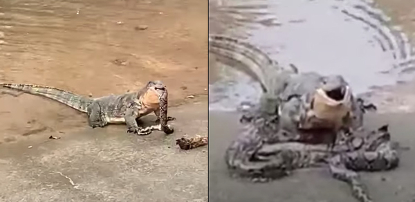 Monitor Lizard Caught On Videos Swallowing A Python Only To Throw It Up ...