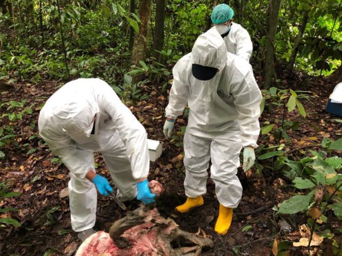 Probe launched after dozens of wild boar die under mysterious circumstances in Sabah