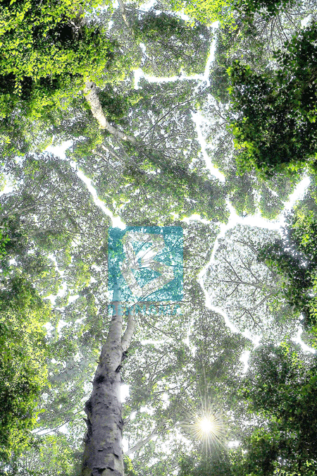 FRIM: Gazette green lungs in urban areas as forest reserves