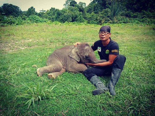 Injured elephant calf euthanised due to serious complications