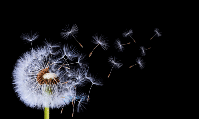The impermanence of things