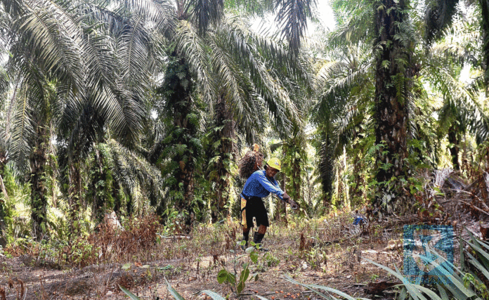 Exempt plantations from HRDF levy — Soppoa