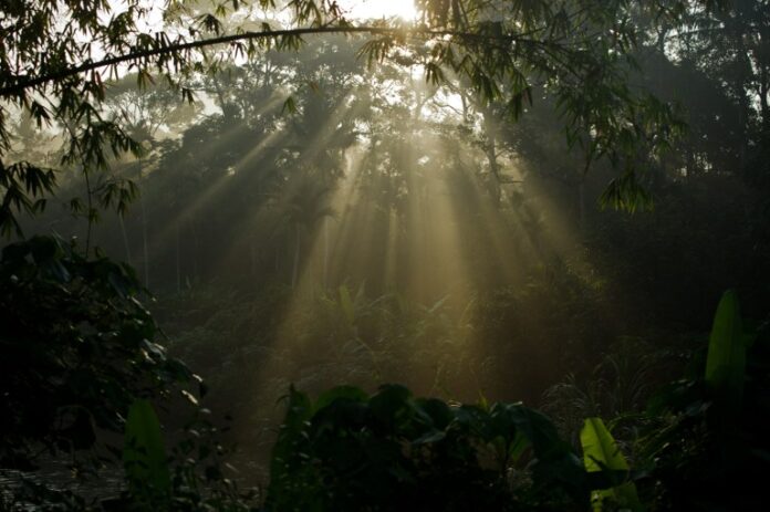 Sarawak allocates RM62m under 12MP for forest restoration