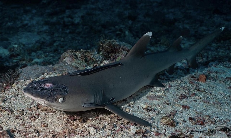 In Sipadan, mystery skin disease among sharks has scientists and divers baffled