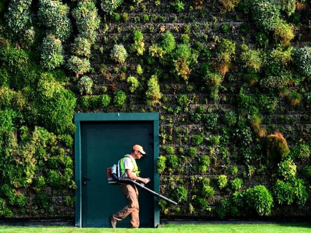 How to grow a vertical garden
