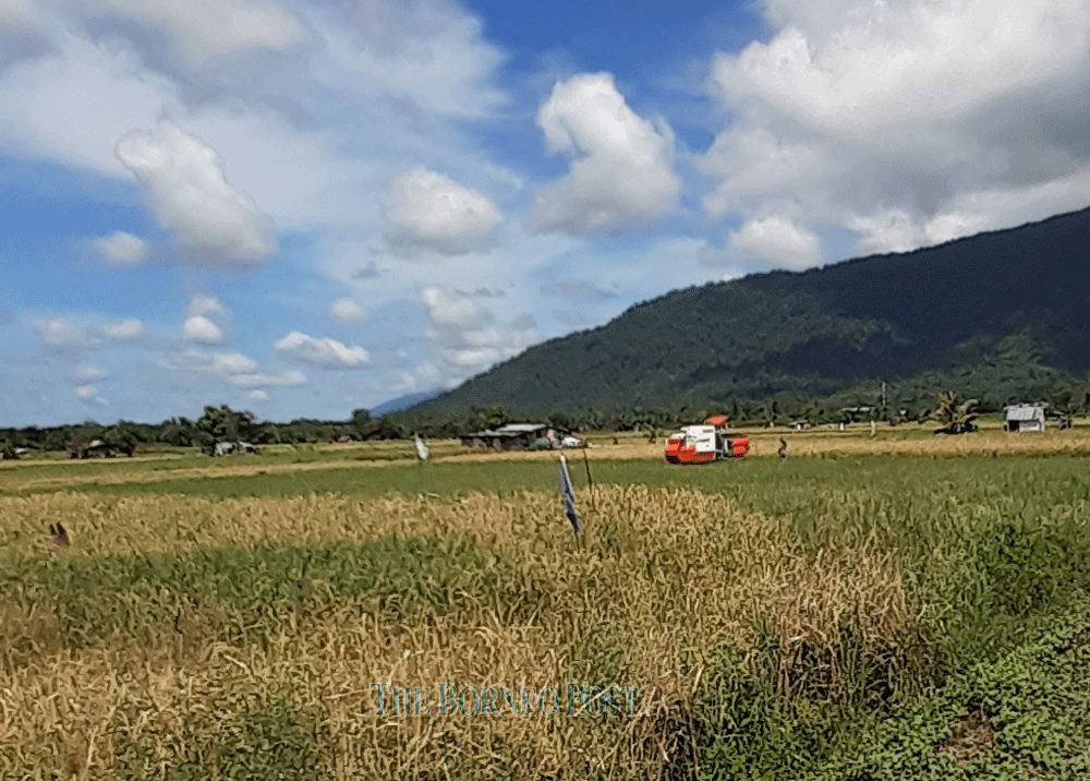 Towards self-sufficiency in rice