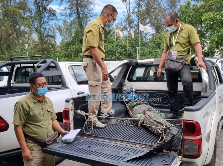 Captured 9-foot-long saltwater croc relocated to Miri Crocodile Farm in Kuala Baram