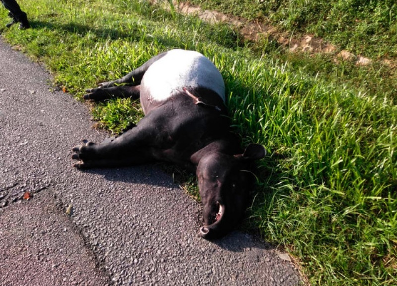 Minister: 92 tapirs ended up as roadkill over last five years