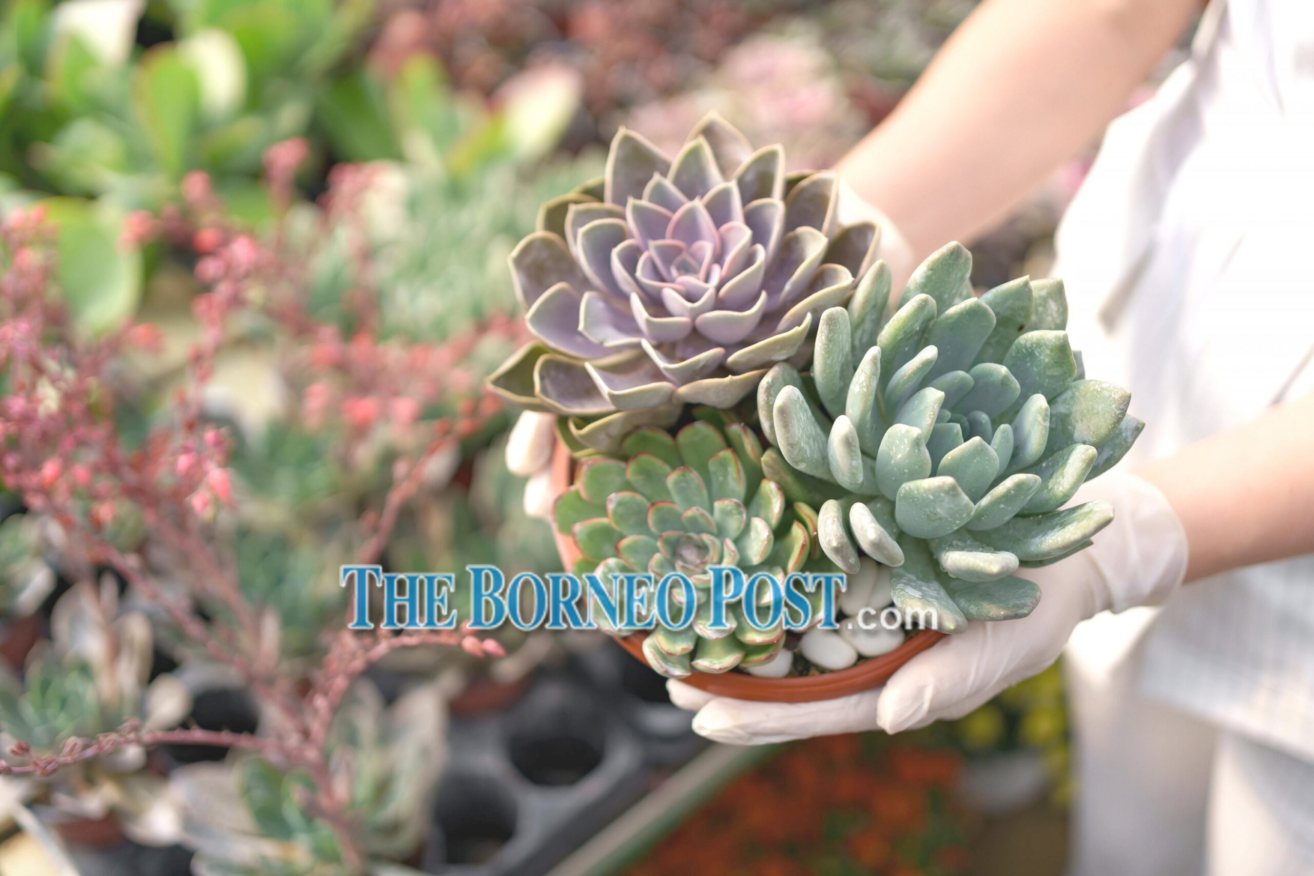 La Promenade to hold Cactus and Succulent Show