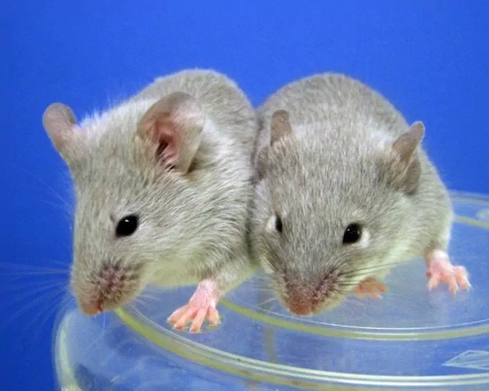 Hair today, gone tomorrow: why stress makes mice shed
