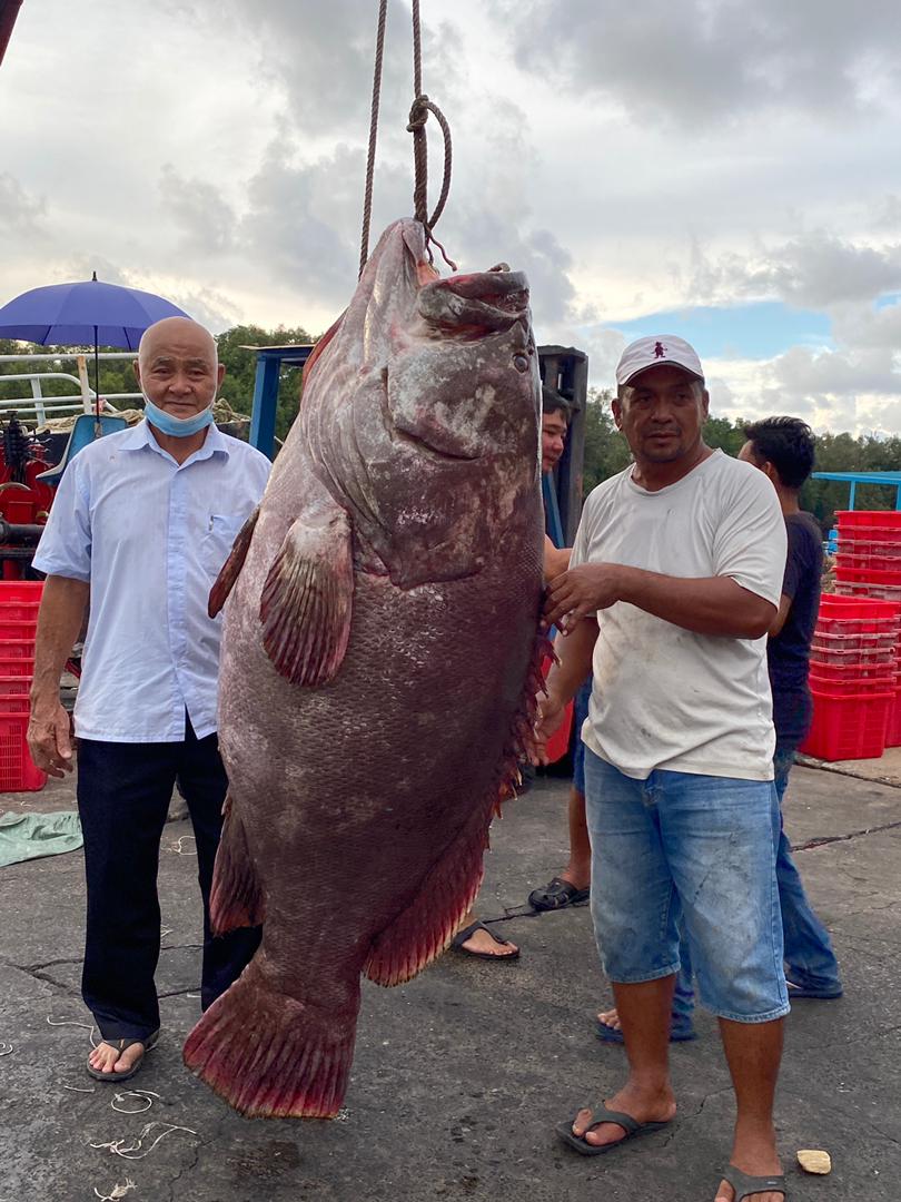 Fisherman lands whooping 161kg grouper