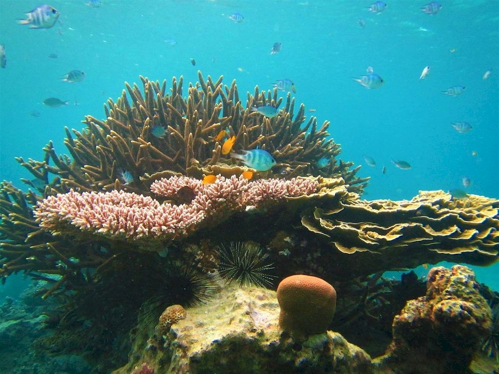 Report: Pollution, crown-of-thorns starfish, fish bombing, tourism impacts continue to threaten Malaysia’s coral reefs