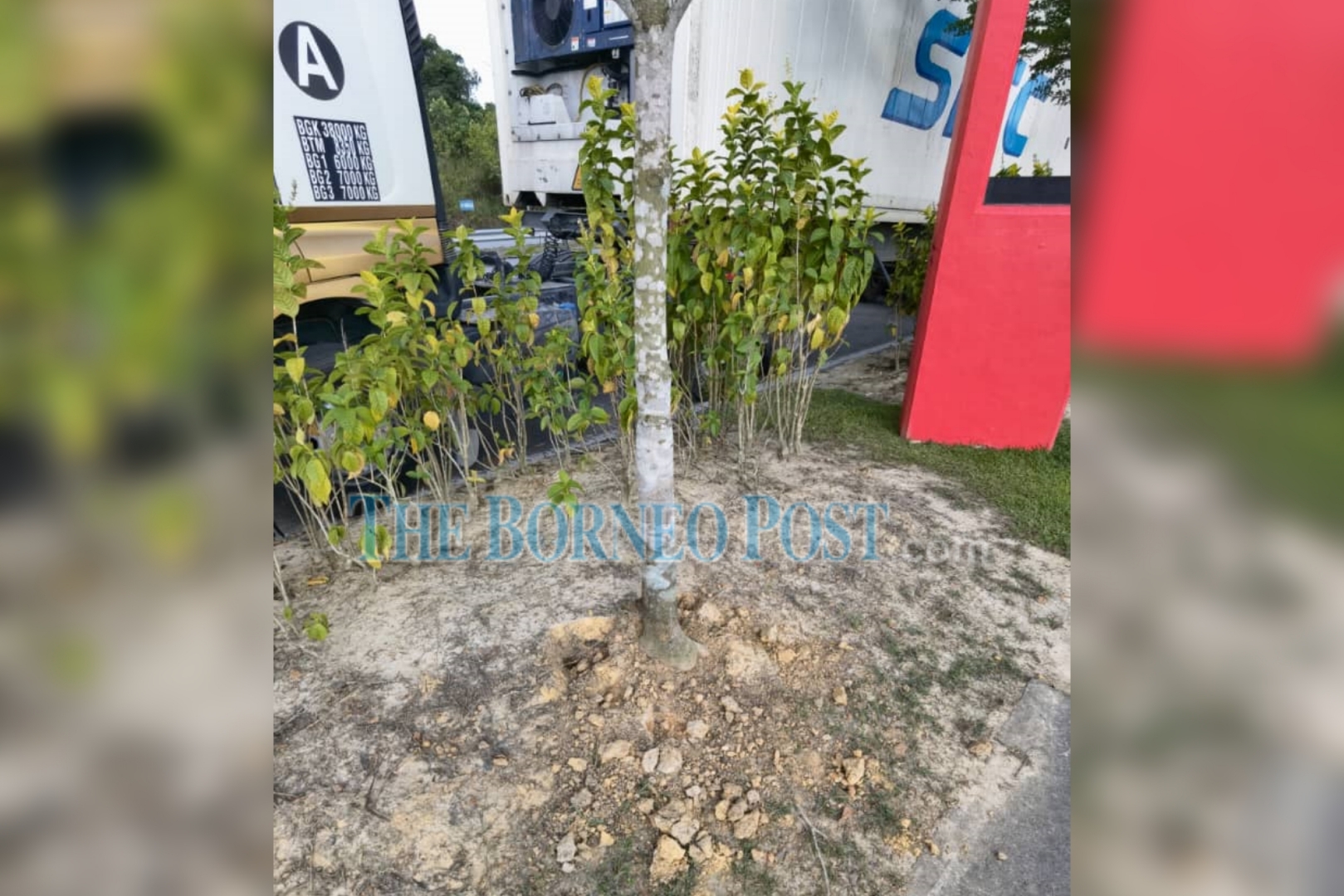 Council chairman calls public to be on a lookout for tree thieves in Sibujaya