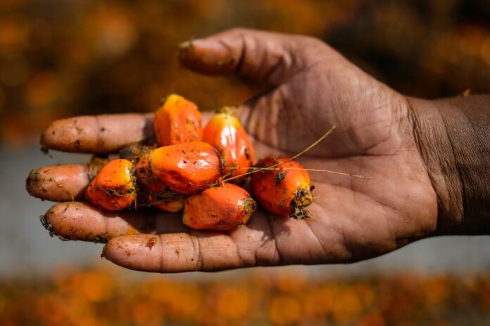 Malaysia supports Council of Palm Oil Producing Countries’ objection to Belgium’s move to ban palm-based biofuel, says minister