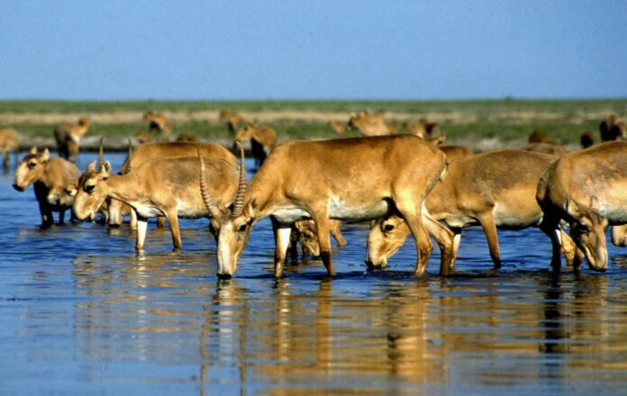 Rare antelope population more than doubles since 2019: Kazakhstan