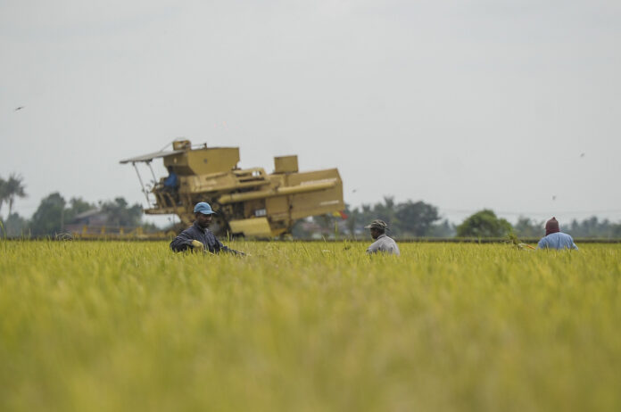 Terengganu to request NSC to allow paddy planting during full MCO