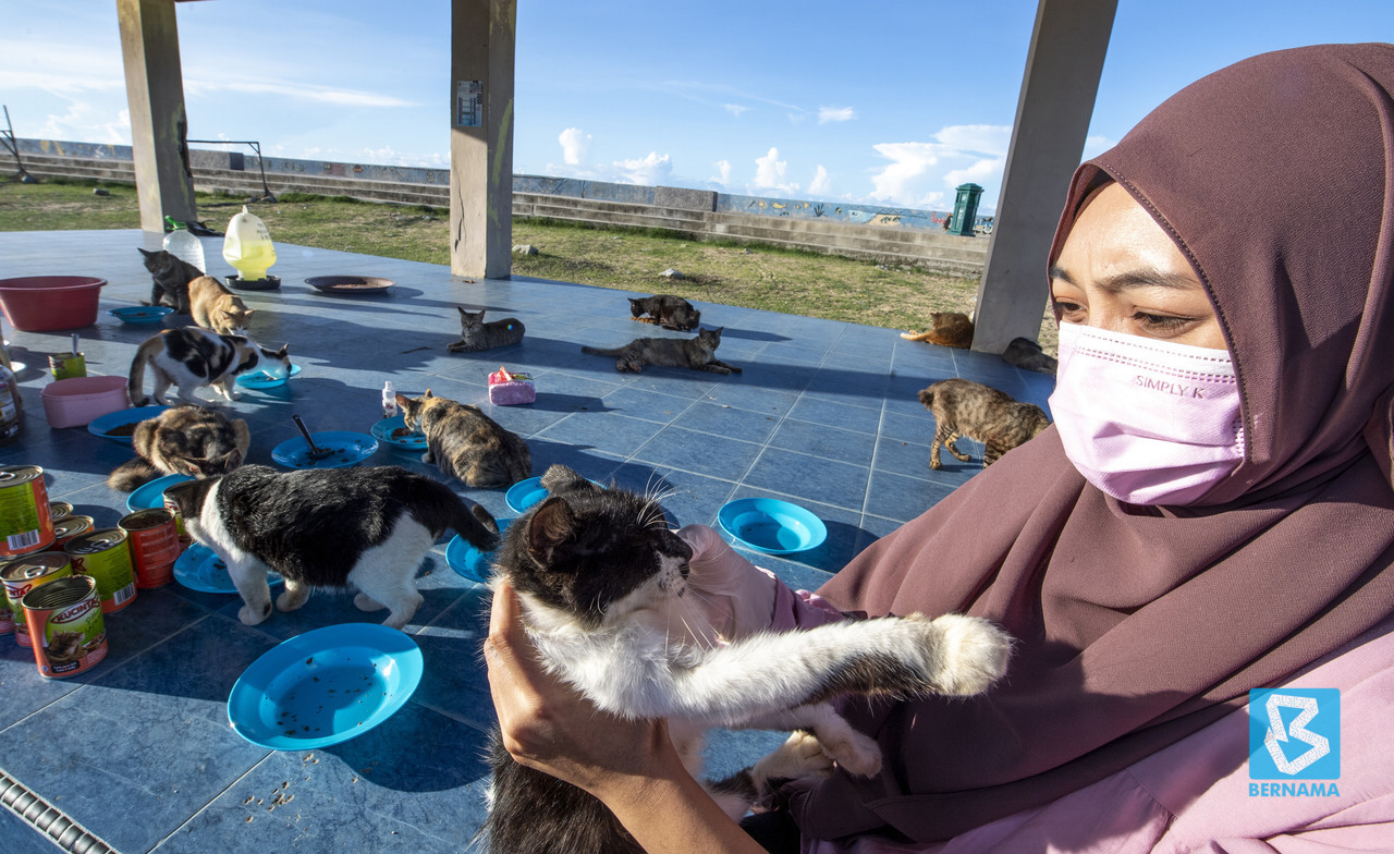 Universiti Malaysia Sabah graduate dedicates two hours daily to stray cats at beach
