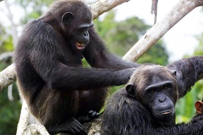 Chimps learn ‘handshakes’ according to social group: study