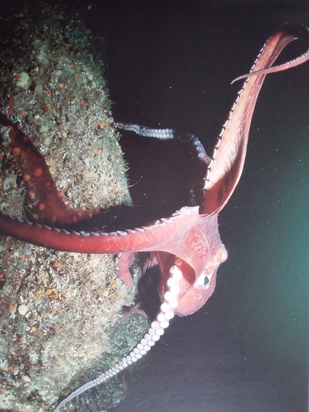All creatures great and small – Octopuses