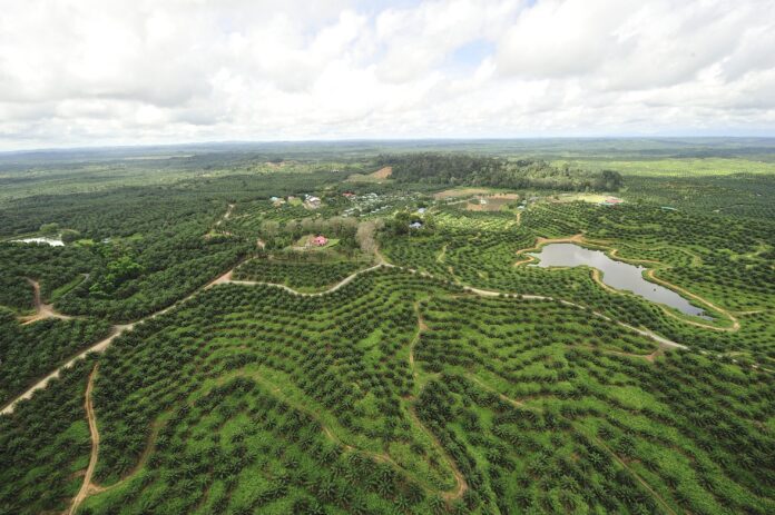 IJM Plantations posts best ever revenue, net profit