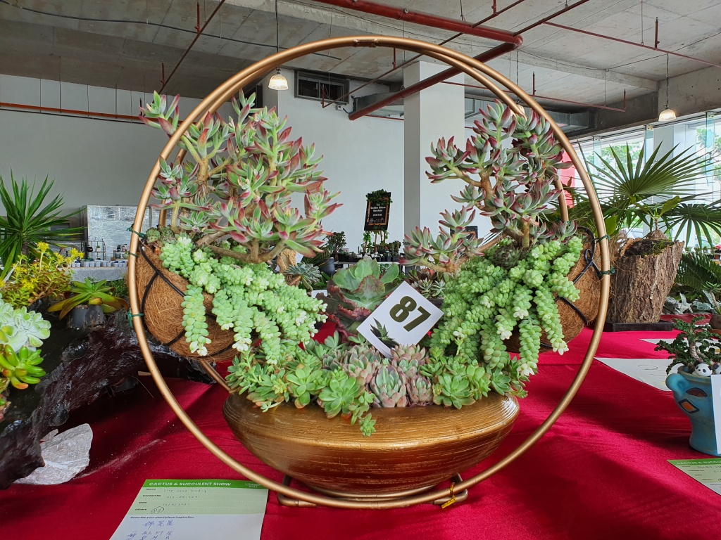 Impressive arrangement beats 98 others in Cactus and Succulent Show at La Promenade Mall