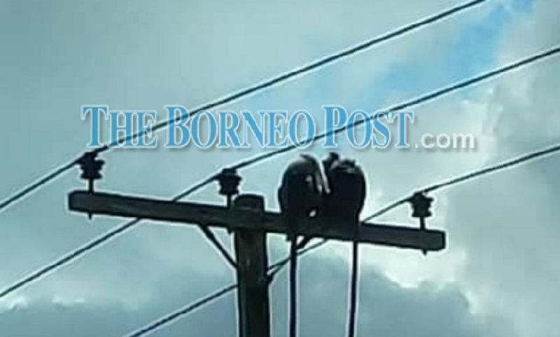 Monkey business causes outage in Sarawak’s Matu Daro district