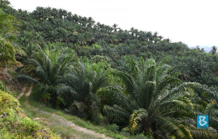 Sabah makes strides towards sustainable palm oil production