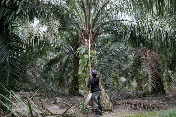 Malaysia to escalate EU palm oil dispute at WTO