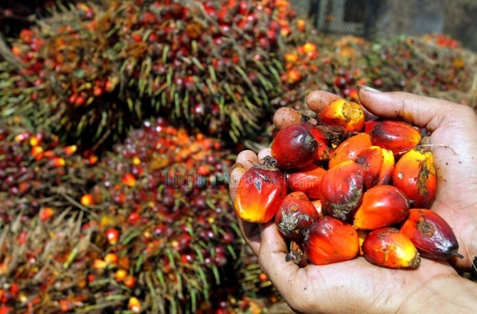 Malaysia backs objection to Belgium’s move to ban palm-based biofuel