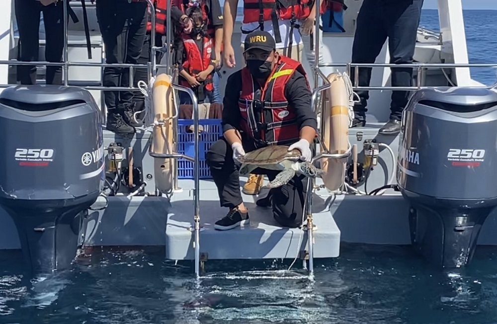 Rescued turtle in Kudat released back into wild after a month