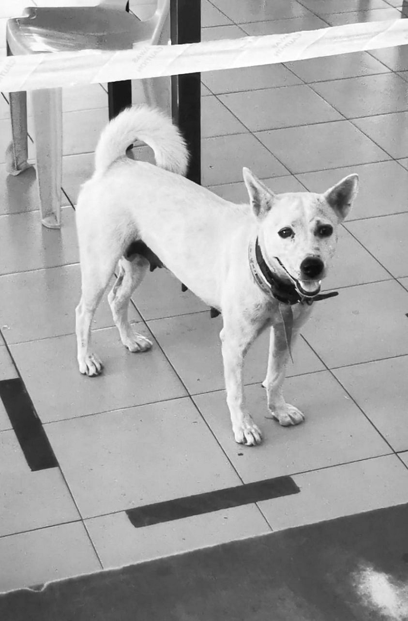 Miri council says wonder dog Xiao Bai’s death preventable, owner notified earlier of anti-rabies ops