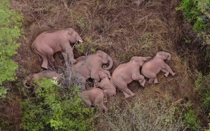 Heavy sleepers: elephants on epic trek take nap