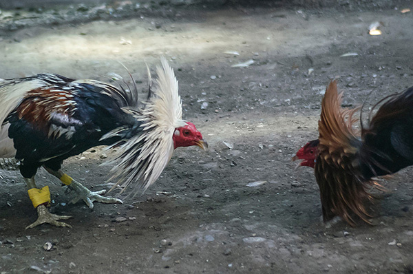 13 busted in Tatau and Kapit for cockfighting, flouting social distancing on Gawai first day