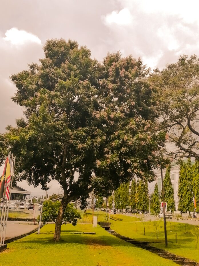 The Local Cherry Blossom Tree: Tecoma