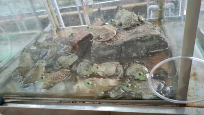 Johor quarantine and inspection officers seize ‘live’ frogs and catfish bound for Singapore