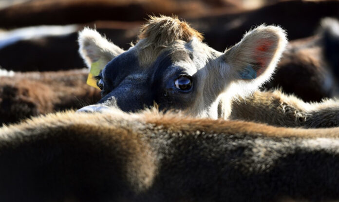 Agriculture Ministry: Tighter cattle import conditions to check Lumpy Skin Disease
