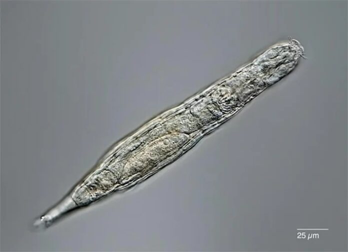 Arctic micro-animal survives 24,000 years in Siberian permafrost