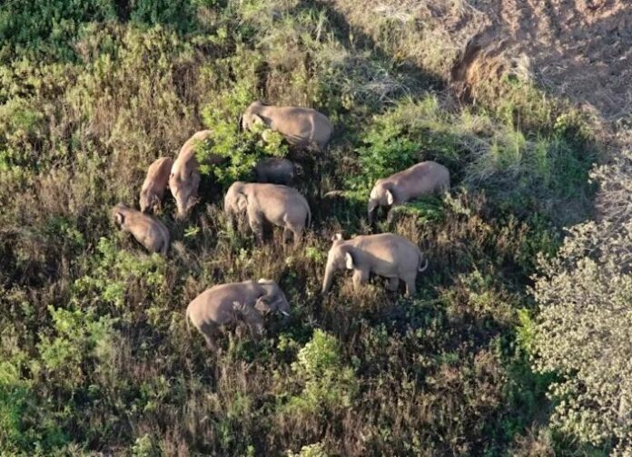 March of the elephants: China’s rogue herd spotlights habitat loss