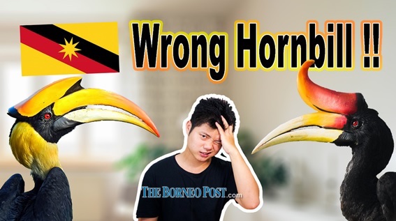 Zoologist determined to get Sarawakians to recognise Rhinoceros Hornbill as Sarawak Day nears