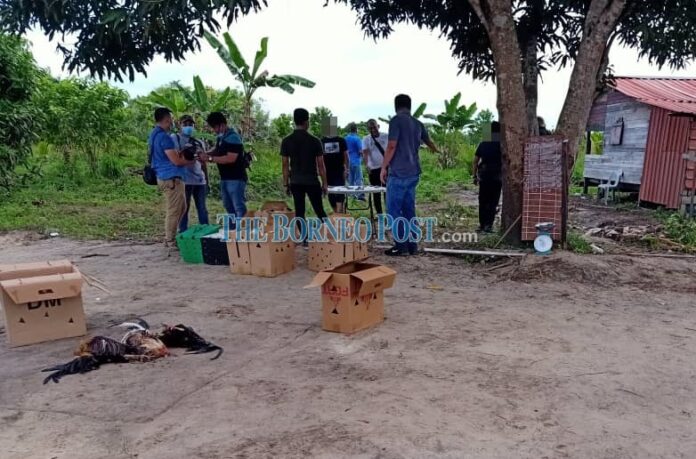 Four arrested for participating in cockfighting, violating MCO in Miri