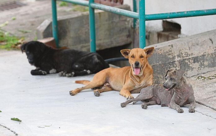 Experts: Canine coronavirus in Sarawak no cause for alarm