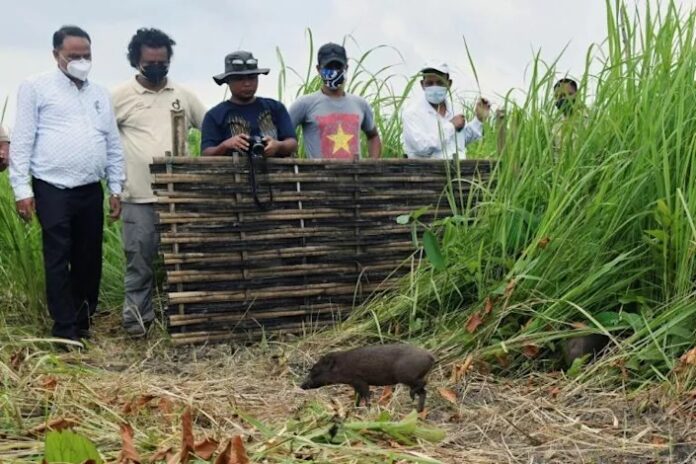 World’s smallest hog released into wild in India by conservationists