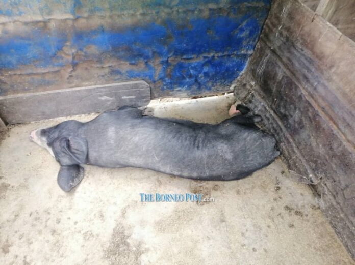 Salak Tinggi lab yet to confirm if dead pigs in Ba Kelalan had African Swine Fever